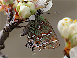 Juniper Hairstreak